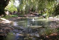 Wood Creek - Pond