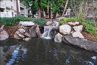 Fox Run - Pond