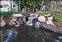 Fox Run - Pond