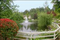 Surrey Downs - Pond